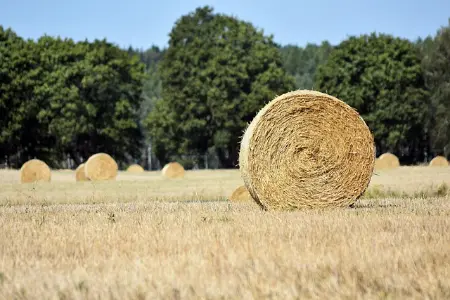 【已出】张天爱华表奖红毯